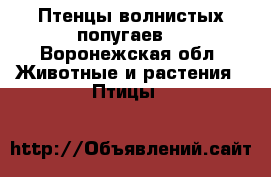 Птенцы волнистых попугаев  - Воронежская обл. Животные и растения » Птицы   